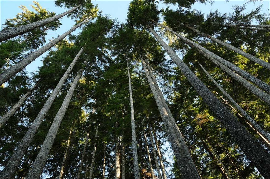 Western Hemlock trees